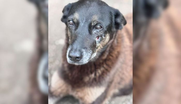 Orelha foi morto a pauladas por um bando e a violência causou comoção (Foto: Leitor)