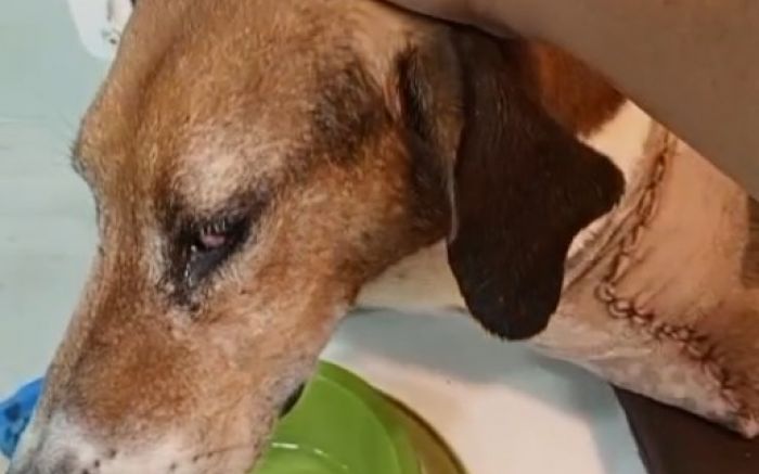 José foi abandonado com uma das patas esmagada e cheio de bernes e carrapatos (Vídeo e Fotos / Divulgação)