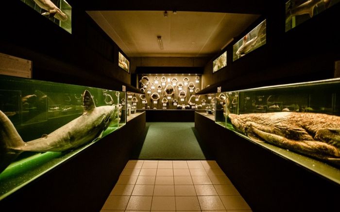 Museu Oceanográfico da Univali comemora 39 anos com meia-entrada para todos (Foto: Divulgação/Univali/Dales Hoeckesfeld)