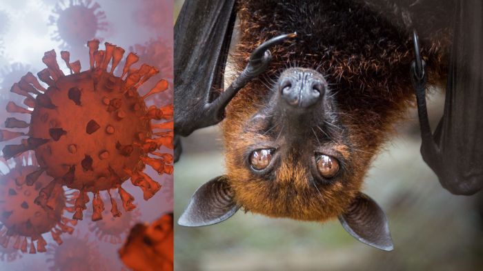 Morcegos frugívoros são os principais reservatórios naturais do vírus Nipah (Foto: Reprodução/Redes Sociais)