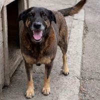 Polícia Civil quer a “prisão” de menor acusado de atrocidade contra dog Orelha