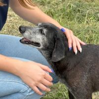 Itajaí pode ganhar secretaria da causa animal