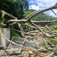 Árvore despenca na cozinha de casa no bairro Fazenda