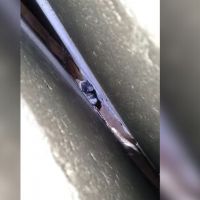 Gato é resgatado de viaduto na BR 101