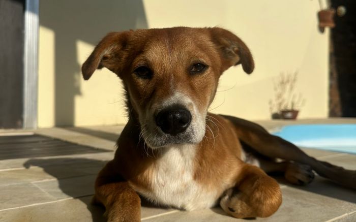 Moradora de Itajaí pede ajuda para pagar fisioterapia para doguinho (Foto: Divulgação)