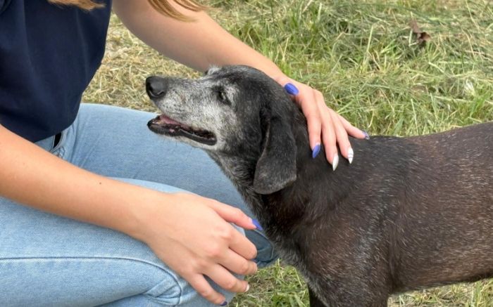 Proposta é tirar sobrecarga do Inis pra garantir proteção efetiva aos animais (Foto: Jader Liberal/Divulgação PMI)