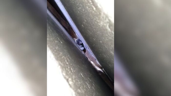 O filhote foi resgatado sem ferimentos (Foto: Divulgação/CBMI)