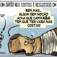 Capivara resgatada em Camboriú