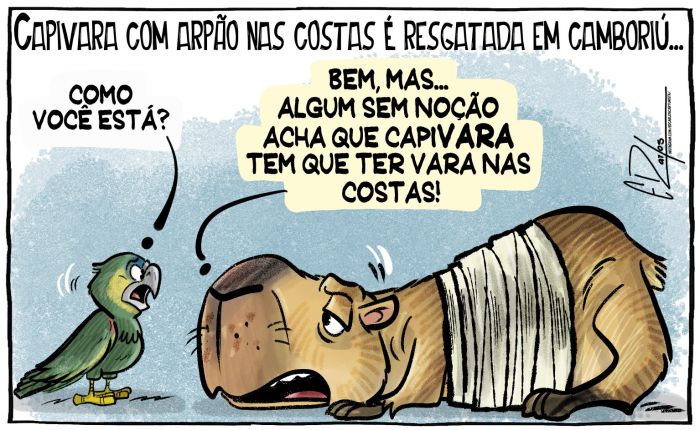 Capivara resgatada em Camboriú