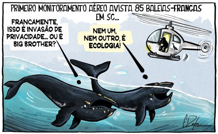 Monitoramento aéreo registra baleias-francas na costa de SC