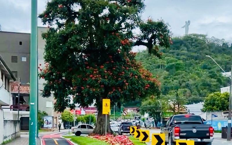 Quem matou a centenária árvore da avenida Martin Luther?