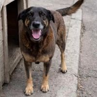 Caso Orelha: açodamento e politicagem