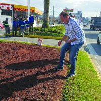Taliano plantando girassóis