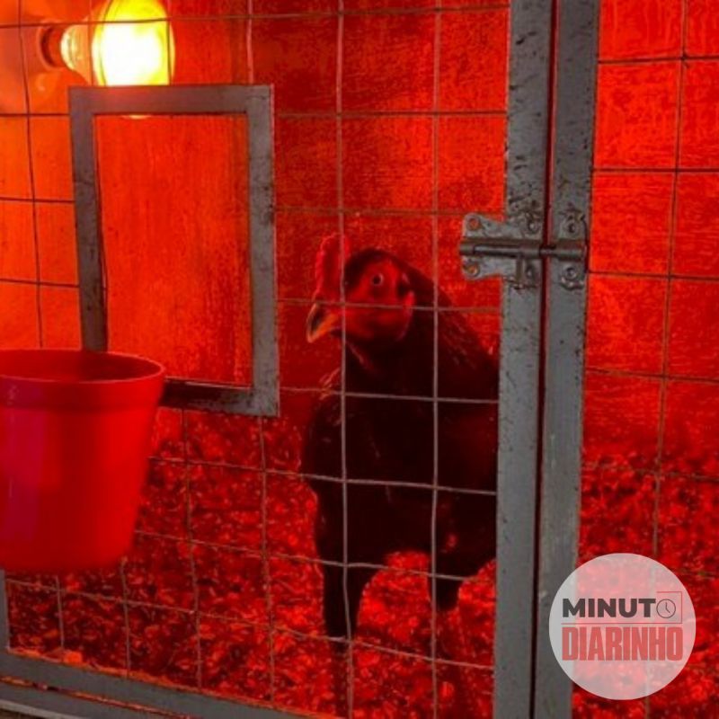 PM resgata 40 galos torturados em rinhas 