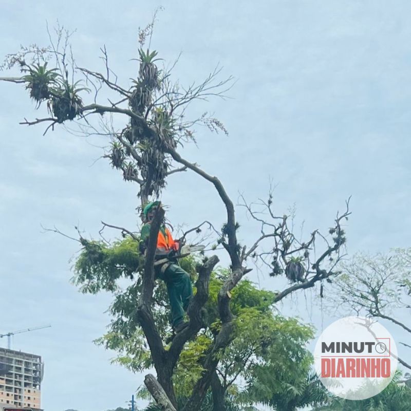 Apesar da poda nas árvores da Marcos Konder, a prefeitura desmente qualquer corte de árvores no local