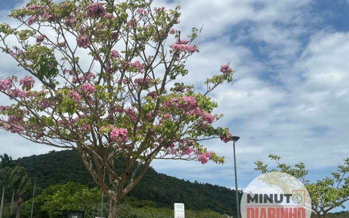 Avenida Beira Rio fica cor de rosa com o florescer dos ipês