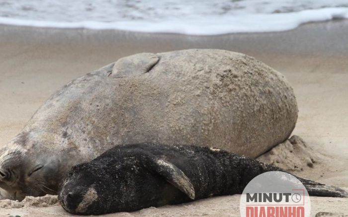 Mãe e filhote de elefante-marinho se despedem de SC após amamentação  