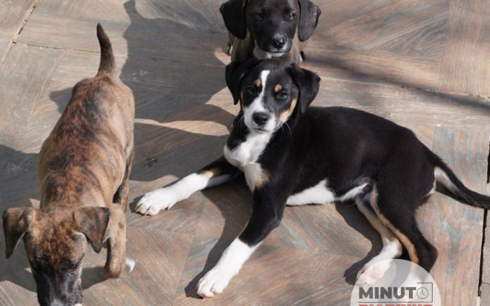 Programa em que presidiários tratam dogs vira modelo de Itajaí para o Brasil