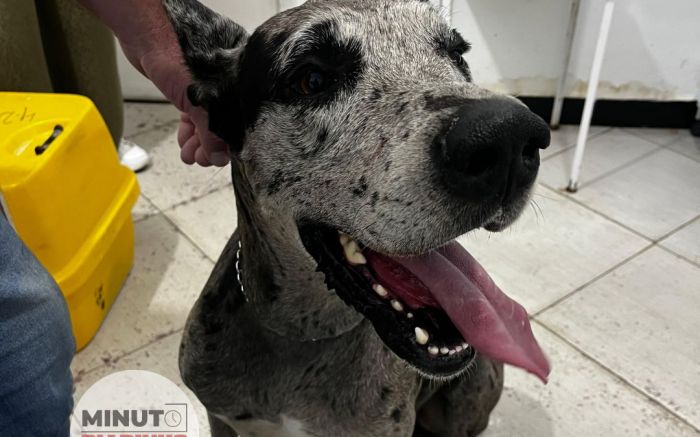Cadela violentada estava sendo “cuidada” por empresário
