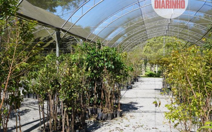 Plano de arborização de BC prevê plantio de mil árvores em um ano
