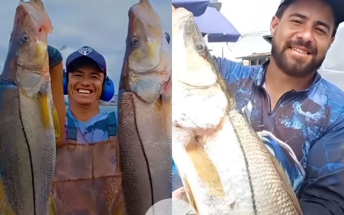 Robalos de lombo grande são capturados no litoral